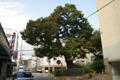 수암동 느티나무(1) 썸네일 이미지
