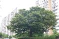 성포동 느티나무 썸네일 이미지