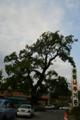 수암동 회화나무 썸네일 이미지