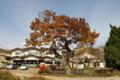 화정동 느티나무(2) 썸네일 이미지